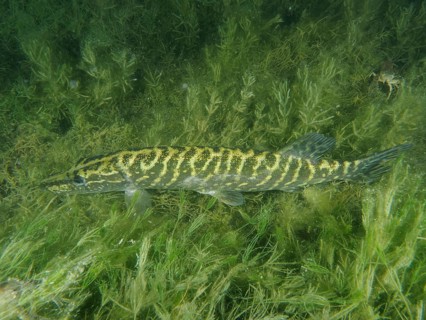 Pike (Esox lucius) swimming through a thicket of green aquatic plants, Wildsau dive site,