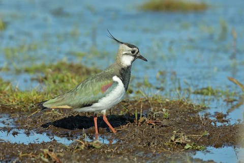 Lapwing (Vanellus vanellus), foraging in wet meadow, Ochsenmoor on Lake Dümmer, Lower Saxony,