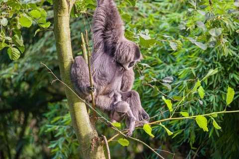 Ein weiblicher Silbergibbon (Hylobates moloch) oder Javagibbon hängt mit seinem Baby im Arm in