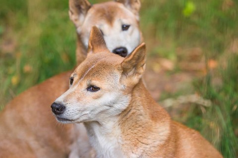 Portrait of two One New Guinea singing dog or New Guinea Highland dog (Canis hallstromi) (Canis