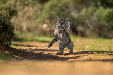 Lynx pardinus, young male, playing with rat, prey, La Mancha, Spain, Europe