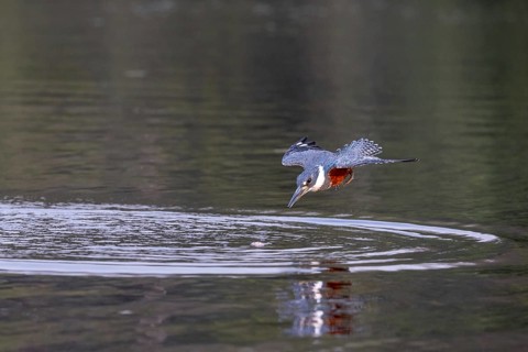 Red-breasted Kingfisher (Megaceryle torquata), flscht, Rio Claro, Pantanal, Brazil, South America