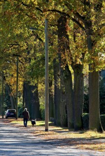 100-year-old oak trees on the west side, wooden lampposts