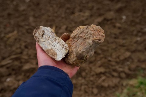 Hohenlohe flints, flint, rose garden, Heohenlohe, stone, fire making, geology, semi-precious stone,