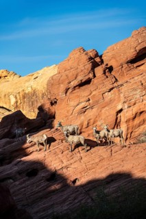 Bighorn Sheep (Ovis canadensis) at Rainbow Vista, Valley of Fire State Park, Nevada, USA, North