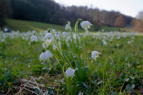 Spring snowflake (Leucojum vernum), Ohrn, Ohrntal, Pfedelbach, flower, Hohenlohe, Germany, Europe