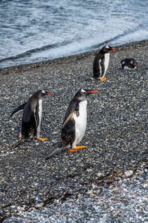 Gentoo penguins (Pygoscelis papua) on Martillon Island, Beagle Channel, Ushuaia, Argentina, South