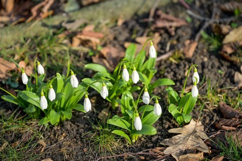 Flowering snowdrops (Galanthus)