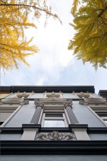 Avenue of gingko trees in autumn