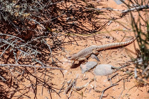 Chuckwalla lizard (Common Chuckwalla ater), Valley of Fire State Park, Nevada, USA, North America