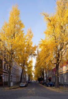Avenue of gingko trees in autumn