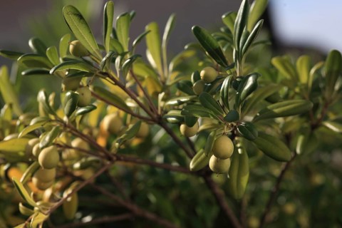 Olive branch, olive-tree, olive-branch, shady, shady, fruity