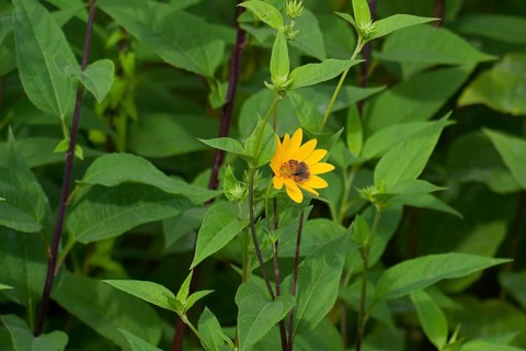 Small copper (Lycaena phlaeas) on Jerusalem artichoke (Helianthus tuberosus), sweet potato, potato,