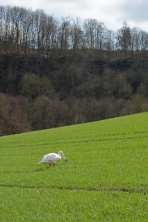 Mute swan on field, field, green, field green, seed green, agriculture, Kocher valley, Kocher,