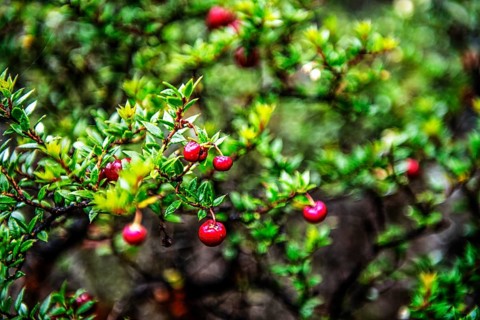 Chaura berries, Cordillera Darwin, north-east foothills of the Beagle Channel, Tierra del Fuego,