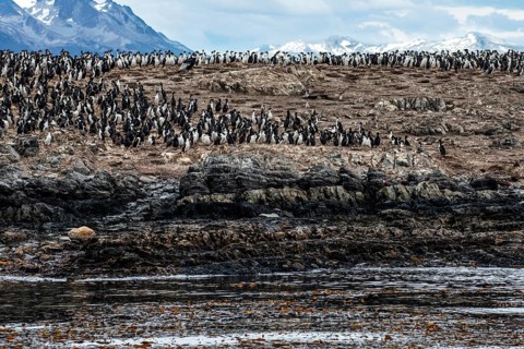 Thousands of cormorants on an island in the Beagle Channel, Ushuaia, Argentina, South America
