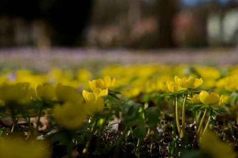 Winter aconite (Eranthis hyemalis), spring, bee pasture, insect pasture, ecology, bee-friendly,