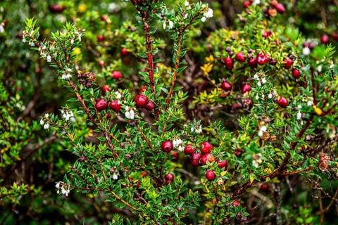 Chaura berry, (lat. Gaultheria pumila), Chilean dwarf raspberry grows in the beach zone of the