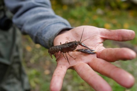 Signal crayfish (Pacifastacus leniusculus) nips with its claws, neozoon, crayfish plague, invasion,