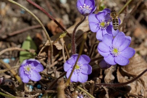 Honey bee on liverwort (Hepatica nobilis), liverwort, spring, spring, Kocher valley, Kocher,