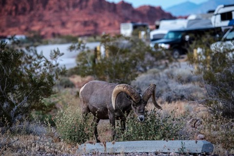 Bighorn Sheep (Ovis canadensis) at the Atlatl Campground in Valley of Fire State Park, Nevada, USA,