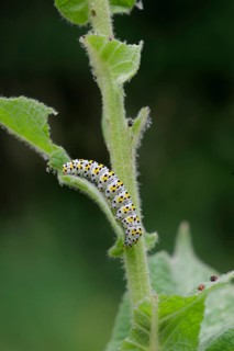 Mullein monk (Cucullia verbasci), caterpillar, larva, moth, butterfly, insect, Waldenburg,