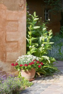 Herb garden between Abthaus and Infirmerie