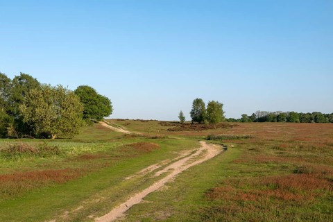 Krefeld-Traar, Egelsberg, heathland with flowering fleabane