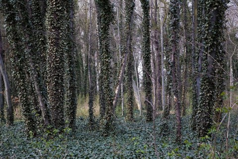 Landscape park, floodplain forest, trees with ivy
