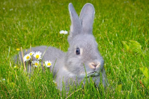Rabbit, pearl fawn, young animal, resting in a meadow, animals, mammals