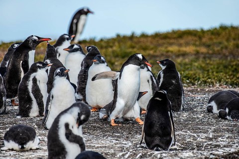 Gentoo penguins (Pygoscelis papua) on Martillon Island, Beagle Channel, Ushuaia, Argentina, South