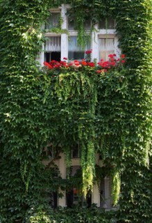 Wilhelminian style house facades, House covered with ivy