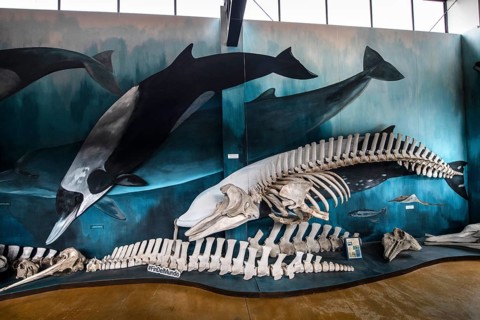 Whale museum at Estancia Harberton, Beagle Channel, Ushuaia, Argentina, South America