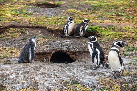 Magellanic penguins (Spheniscus magellanicus) in the Penguin National Park on Magdalena Island,
