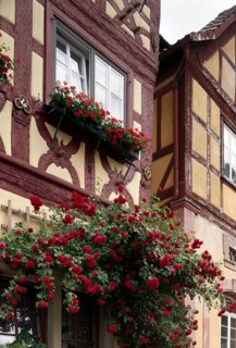 Half-timbered house on the salt market with rosebush