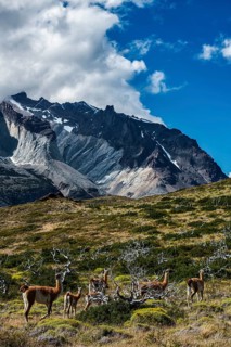 Guanaco herd at Lagunas Melizas, Torres del Paine National Park, Patagonia, Chile, South America