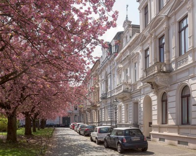 Krefeld, Alexanderplatz with blossoming cherry trees