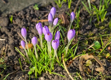 Flowering purple crocus