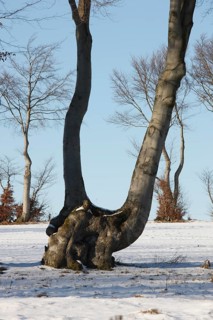 Hedgerow landscape with typical beech hedges