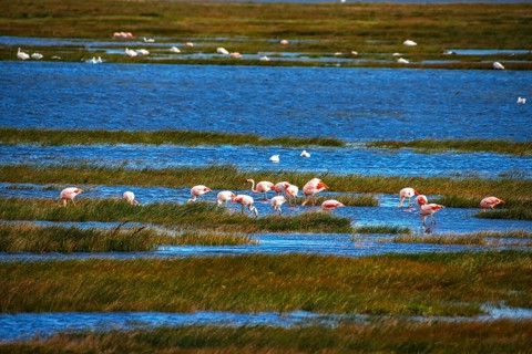 Flamingos in Lago Argentino, Los Glaciares National Park, Santa Cruz, Patagonia, Argentina, South
