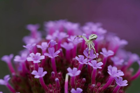 Crab spider on verbena (Verbena bonariensis), verbena, insect, spider, flower, Germany, Europe