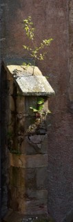 Cloister, buttress with pioneer plant, St., Saint, Saint