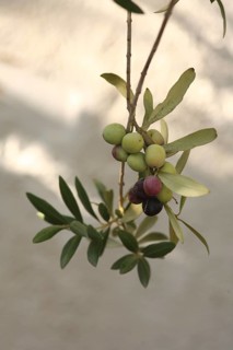 Olive branch, olive-tree, olive-branch, shady, shady, fruity