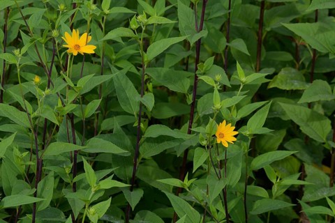 Jerusalem artichoke (Helianthus tuberosus), sweet potato, potato, late summer, summer, September,