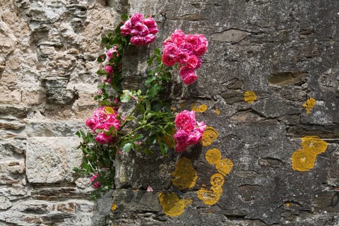 Monastery garden in the cloister, roses and lichen on the church wall