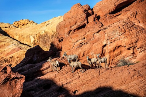 Bighorn Sheep (Ovis canadensis) at Rainbow Vista, Valley of Fire State Park, Nevada, USA, North