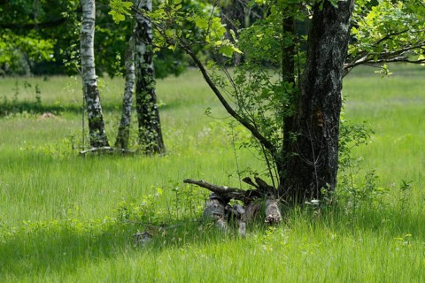 Historic hut forest in the Waldenburg mountains, upper pasture, forest pasture, pasture, birch