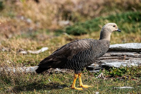 Magellanic goose (Chloephaga picta), female, Martillon Island, Tierra del Fuego National Park,