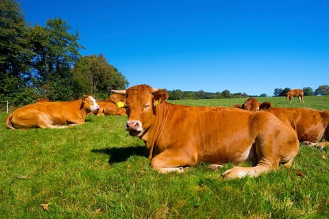 Brown cattle resting on a pasture, cow, cows, brown cattle, animals, mammals