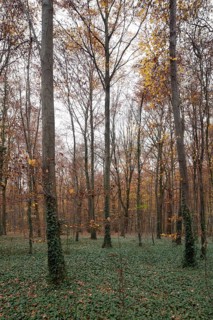 Krefeld, city forest